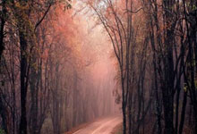 哪里能看乒乓球在线直播？乒乓球直播在线观看有哪些实用技巧？